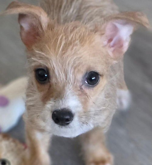 Mr. Wigglesworth - Photo 5