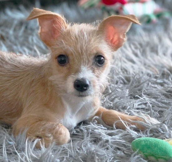 Mr. Wigglesworth - Photo 6