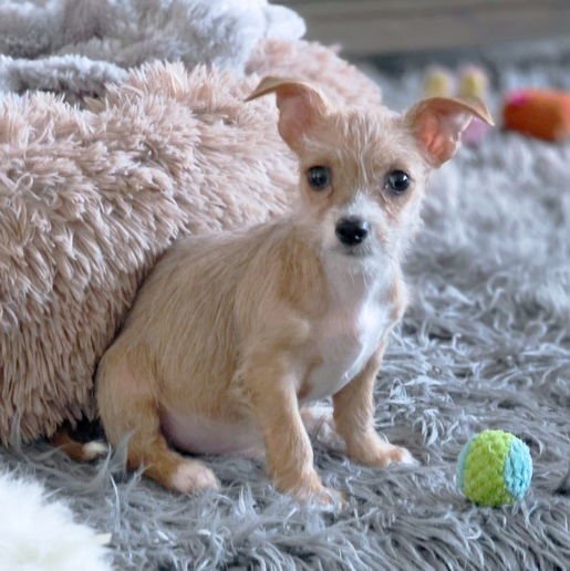 Mr. Wigglesworth - Photo 7