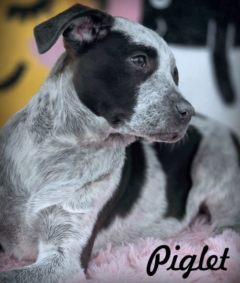 PIGLET - Australian Cattle Dog/Blue Heeler / American Pit Bull Terrier available for adoption
