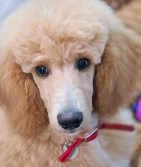PRINCESS BUTTERCUP - Poodle (Standard) available for adoption