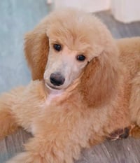 Princess Buttercup - Photo 4