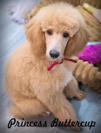 Princess Buttercup - Photo 1