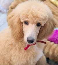 Princess Buttercup - Photo 6