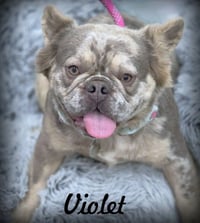 Violet - Photo 1