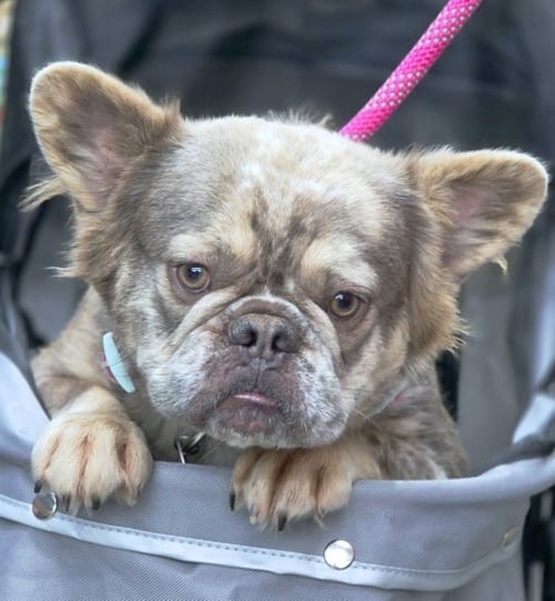 VIOLET - French Bulldog available for adoption