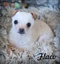 Flaco - Photo 1
