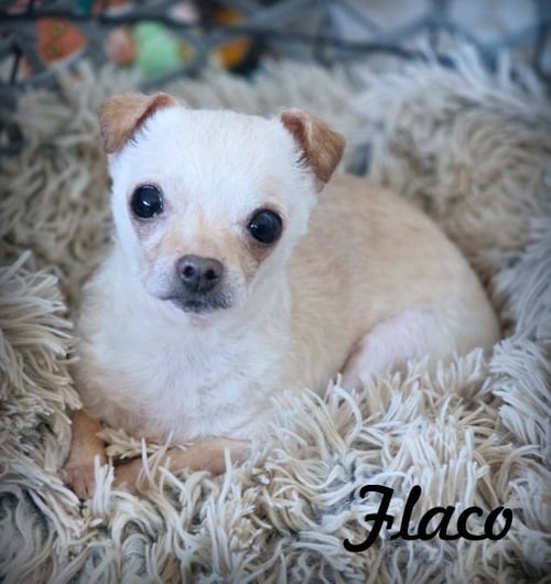 FLACO - Chihuahua for adoption in Pomona