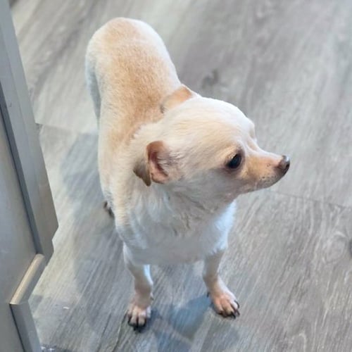 FLACO - Chihuahua available for adoption