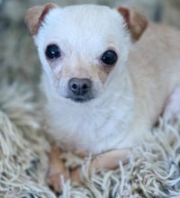 Flaco - Photo 3