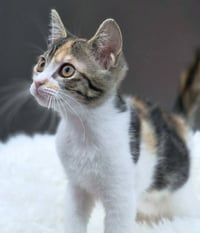 Jubilee - Photo 4