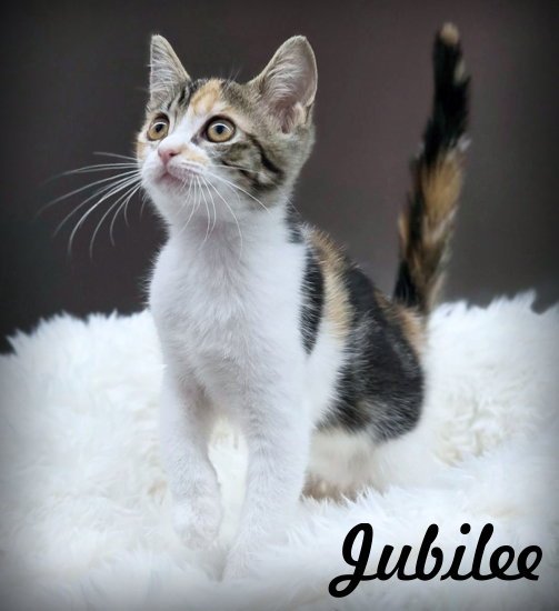 Jubilee Image