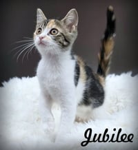 Jubilee - Photo 1