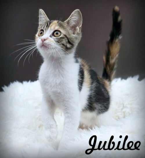 JUBILEE - Calico / Tabby available for adoption