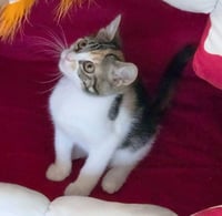 Jubilee - Photo 3
