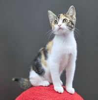 Jubilee - Photo 2