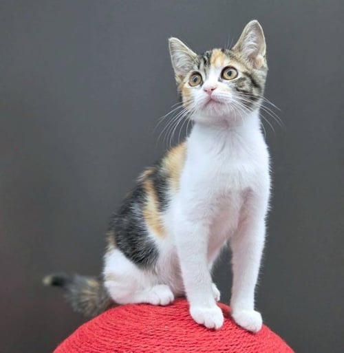 JUBILEE - Calico / Tabby available for adoption