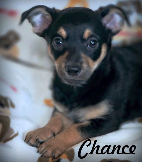 CHANCE - Dachshund / Chihuahua for adoption in Pomona