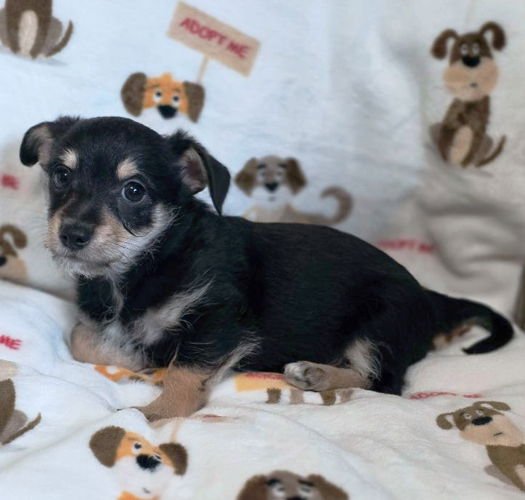 CHANCE - Dachshund / Chihuahua available for adoption