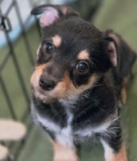 Chance - Photo 10