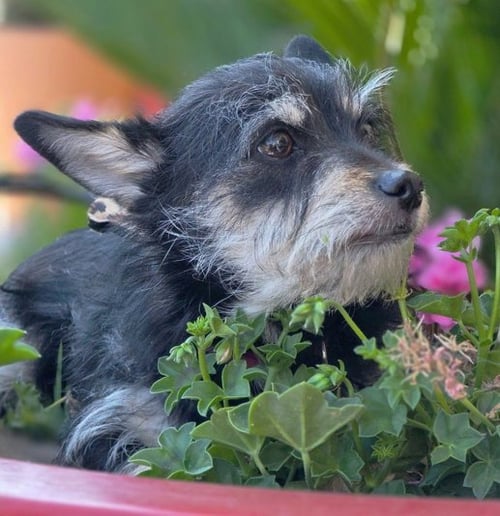 CHANCE - Miniature Schnauzer / Dachshund available for adoption