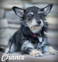 Chance - Photo 1
