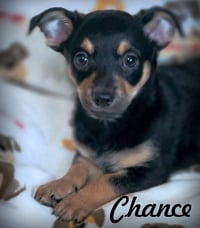 Chance - Photo 8