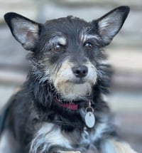 Chance - Photo 6
