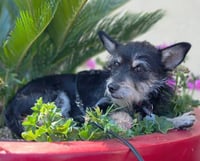 Chance - Photo 5