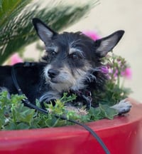 Chance - Photo 3