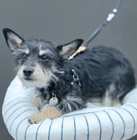 Chance - Photo 7