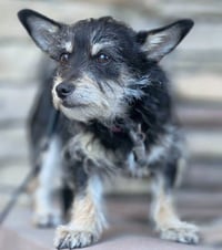 Chance - Photo 4