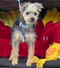 Sheldon - Photo 8