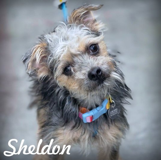 Sheldon Image