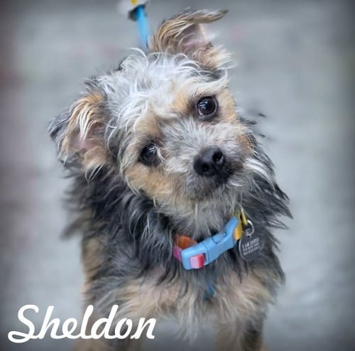 SHELDON - Terrier / Poodle (Miniature) available for adoption