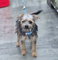 Sheldon - Photo 7