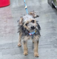 Sheldon - Photo 3