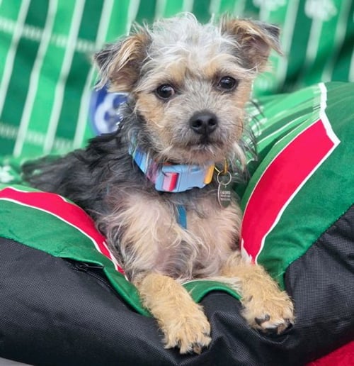 SHELDON - Terrier / Poodle (Miniature) available for adoption