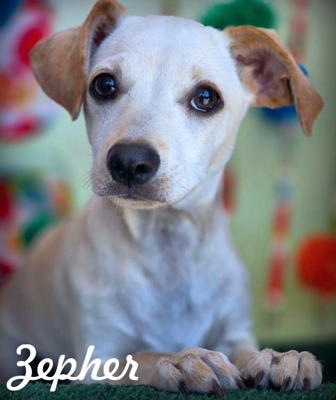 ZEPHER