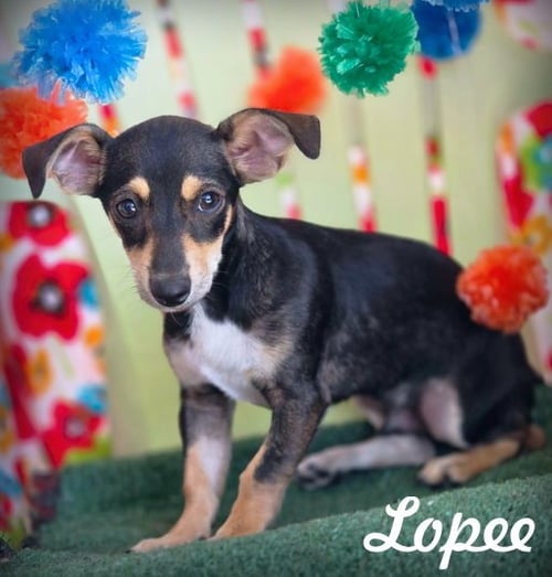 LOPEE