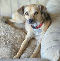 Butch - Photo 2