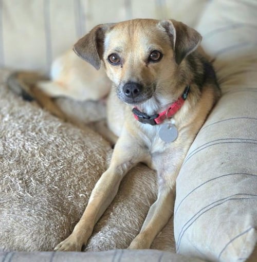 BUTCH - Chihuahua / Italian Greyhound available for adoption