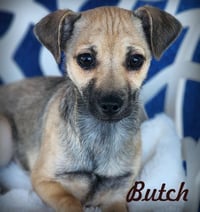 Butch - Photo 4