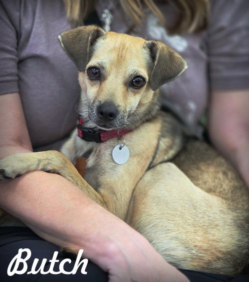BUTCH - Chihuahua / Italian Greyhound available for adoption