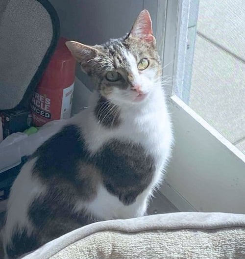 CYPRESS - Domestic Short Hair / Tabby available for adoption