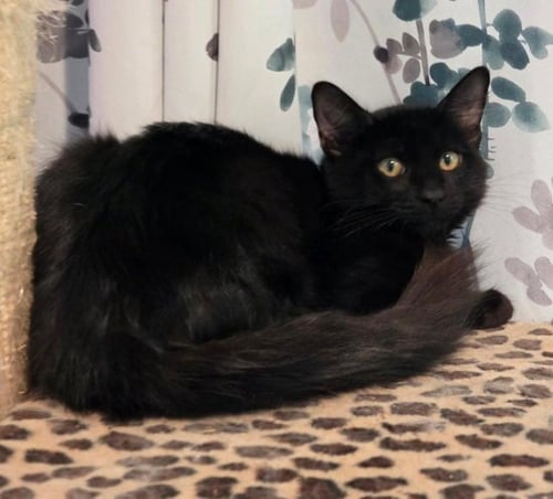 PHAROAH - Domestic Medium Hair available for adoption