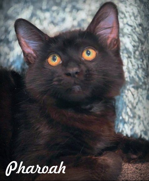 PHAROAH - Domestic Medium Hair available for adoption