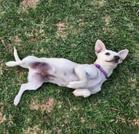 Lucky Zero - Photo 7