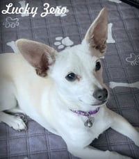 Lucky Zero - Photo 1