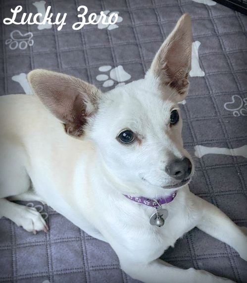 LUCKY ZERO - Dachshund / Chihuahua available for adoption